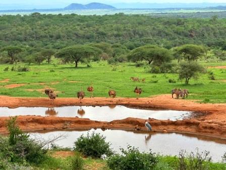 Kambua Resort(住宿 / 公路中转)-非行家旅行-Africa Wild Wander