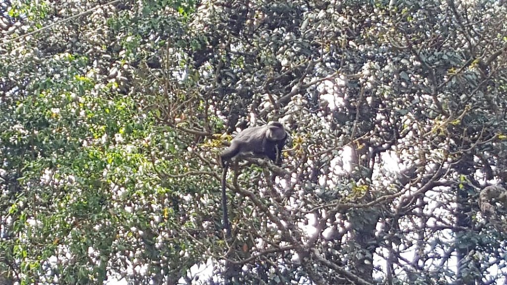 Kakamega Forest（卡卡梅加森林）-非行家旅行-Africa Wild Wander