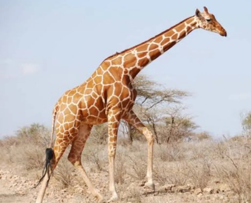 Wajir County（瓦吉尔县）-非行家旅行-Africa Wild Wander