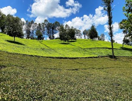 Gatura Greens Farm（加图拉紫茶农场）-非行家旅行-Africa Wild Wander