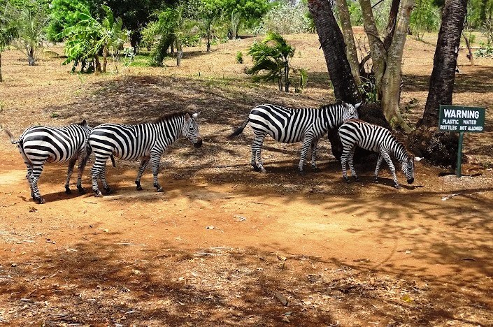 Bora Bora Wildlife Park（保护区 / 野生动物）-非行家旅行-Africa Wild Wander