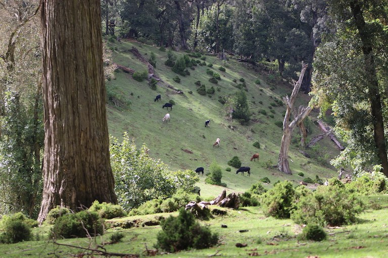 Embobut Forest(自然景观 / 徒步)-非行家旅行-Africa Wild Wander