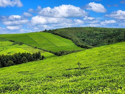 Mau Forest Reserve（毛森林保护区）-非行家旅行-Africa Wild Wander