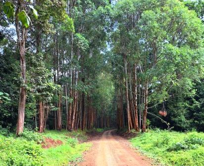 Anabas Mount Kenya Lodge（阿纳巴斯肯尼亚山旅馆）-非行家旅行-Africa Wild Wander
