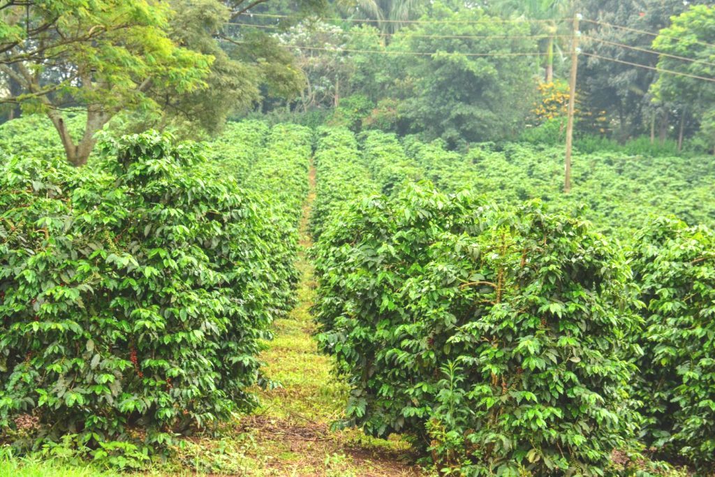 Chabera Coffee Factory（自然景观 / 徒步）