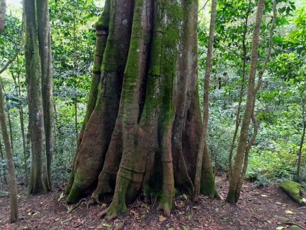 Ngangao Forest（恩冈高森林）-非行家旅行-Africa Wild Wander