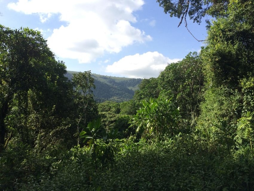 Koibatek Forest-非行家旅行-Africa Wild Wander