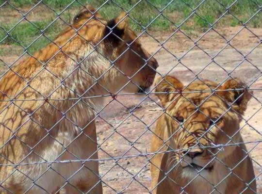 Kwa Kyelu Sanctuary（Athi-Kapiti / Lukenya 生态）-非行家旅行-Africa Wild Wander