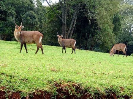 Mount Elgon Lodge（埃尔贡山旅馆）-非行家旅行-Africa Wild Wander