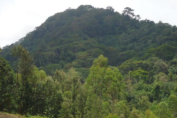 Kirimiri Forest（自然景观 / 徒步）-非行家旅行-Africa Wild Wander
