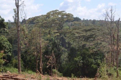 Kiangombe Forest（水系 / 湖泊 / 海岸）-非行家旅行-Africa Wild Wander