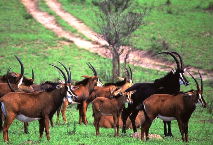 Shimba Hills National Reserve(辛巴山国家保护区)-非行家旅行-Africa Wild Wander