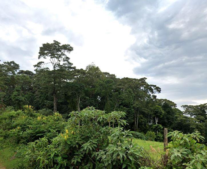 South Nandi Forest（南南迪森林）-非行家旅行-Africa Wild Wander