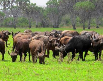 Amu Ranch(保护区 / 海岸生态)-非行家旅行-Africa Wild Wander