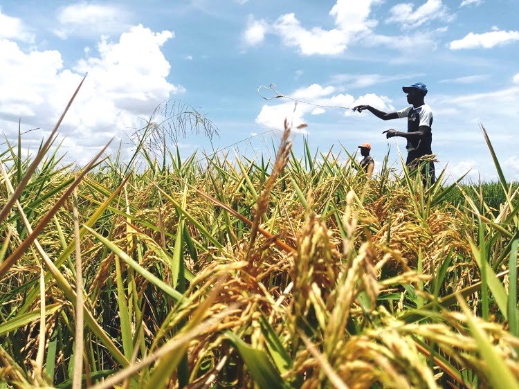 Lower Kuja Irrigation Scheme（下库贾灌溉区）-非行家旅行-Africa Wild Wander