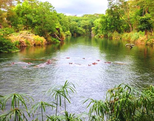 Mzima Springs（姆兹马泉）-非行家旅行-Africa Wild Wander