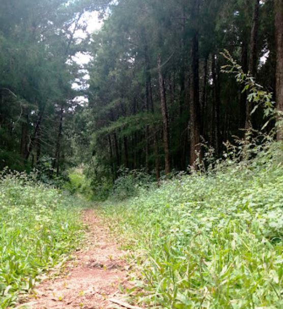 Nyangweta Forest（自然景观 / 徒步）-非行家旅行-Africa Wild Wander