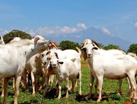 Gicheha Farm（农业 / 庄园）-非行家旅行-Africa Wild Wander