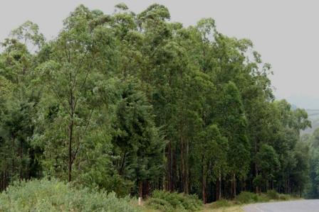 Forests of Kenya（自然景观 / 徒步）-非行家旅行-Africa Wild Wander