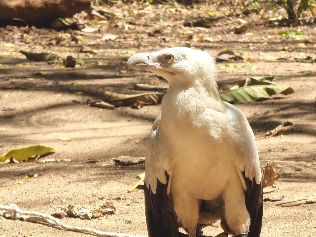 Falconry of Kenya（国家公园 / 保护区 / Safari）-非行家旅行-Africa Wild Wander