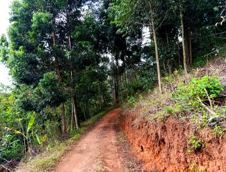 Mount Sagalla（萨加拉山）-非行家旅行-Africa Wild Wander
