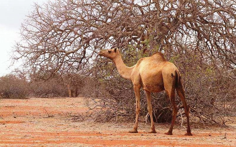 Orahey Bunkers（历史遗产 / 博物馆）-非行家旅行-Africa Wild Wander
