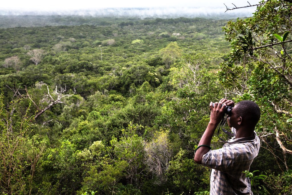 Arabuko Sokoke Forest（历史遗产 / 博物馆）-非行家旅行-Africa Wild Wander