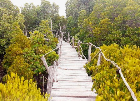 Wasini Island Boardwalk（瓦西尼岛红树林与珊瑚花园栈道）-非行家旅行-Africa Wild Wander