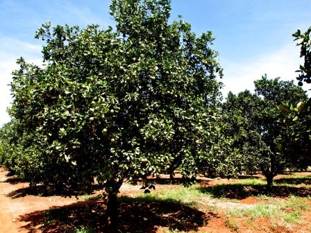 Gicheha Farm（农业 / 庄园）-非行家旅行-Africa Wild Wander