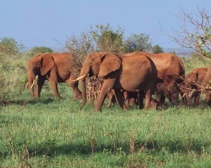 Taita Taveta County（泰塔塔韦塔县）-非行家旅行-Africa Wild Wander