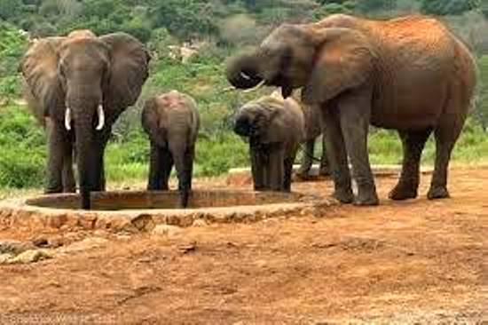 Ithumba Elephant Nursery(Tsavo East / 野生动物)-非行家旅行-Africa Wild Wander