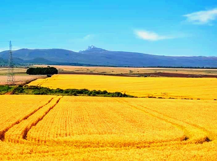 Kisima Farm（农场 / 高地农业）