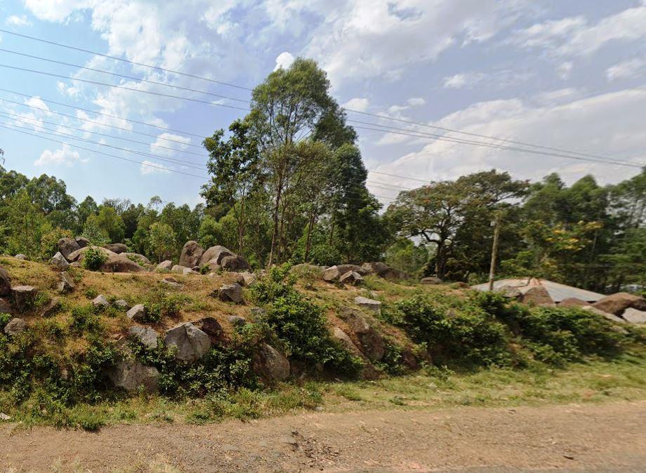 Nganyi Forest(恩甘伊森林)-非行家旅行-Africa Wild Wander